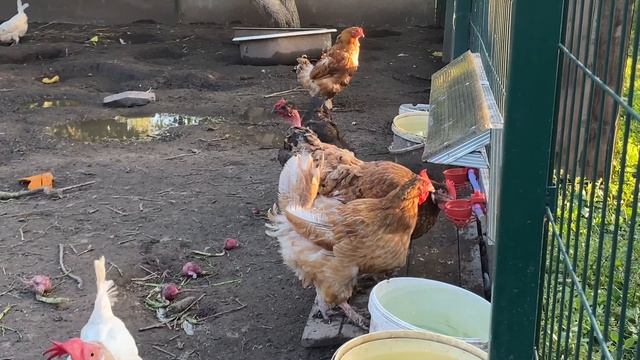 Когда происходит расклев у кур. Морковку срочно спасать смотреть онлайн