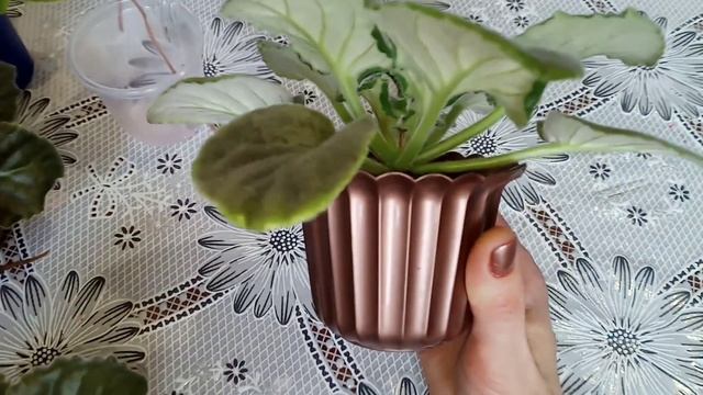 Почему у фиалок жёсткие листья и крутит центр розетки? Что делать? Фиалки у Алисы. смотреть онлайн