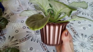 Почему у фиалок жёсткие листья и крутит центр розетки? Что делать? Фиалки у Алисы.