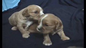 Щенки кавалер кинг чарльз спаниеля - выпуск 2 - щеночкам три недели