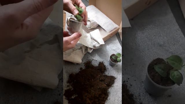 Высаживаем фуксию смотреть онлайн