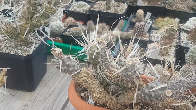 Тефрокактусы.Цветут белыми ромашками..Как с ними быть?Cacteen смотреть онлайн