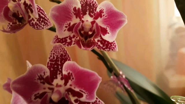 Домашнее цветение орхидей в январе (1часть)Леди Мармелад, Долорес, Вивьен, Star Diamond, Golden San смотреть онлайн
