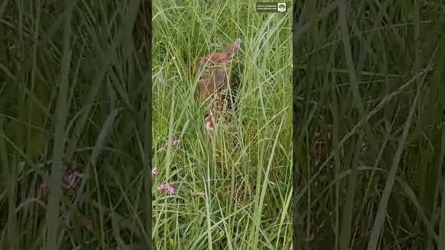 Один из первых детёнышей пятнистого оленя в нашем сафари-парке. смотреть онлайн