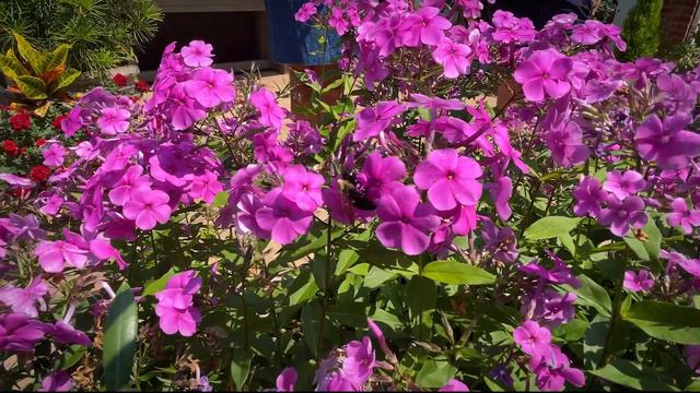 Garden Tour 2021: Garden #3 in Upper St. Clair смотреть онлайн