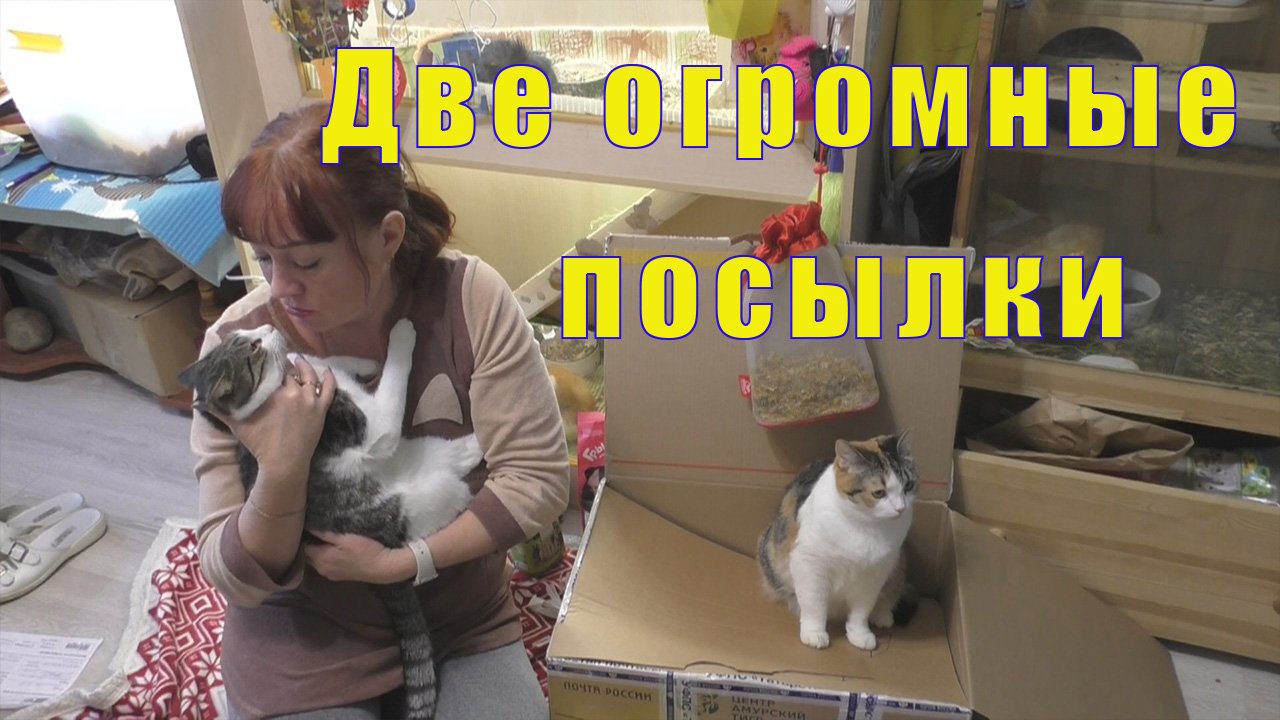 ДВЕ ОГРОМНЫЕ ПОСЫЛКИ С ПОДАРКАМИ ДЛЯ ПИТОМЦЕВ - И НЕ ТОЛЬКО