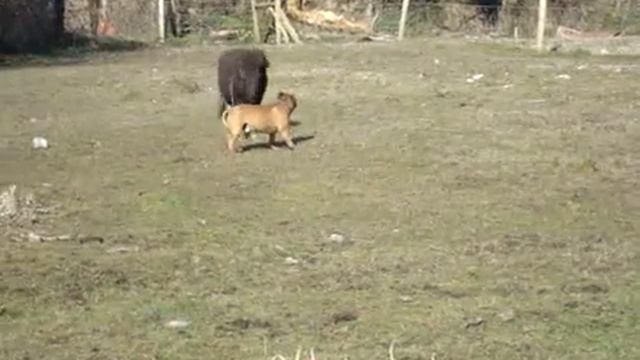 Staffordshire Bull Terrier VS Falabella Pony.mpg смотреть онлайн
