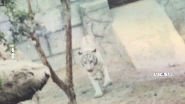 Fame Park #MotoMoto смотреть онлайн