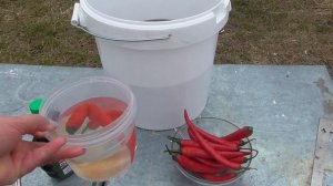 Горький перец -  профилактика для пчёл