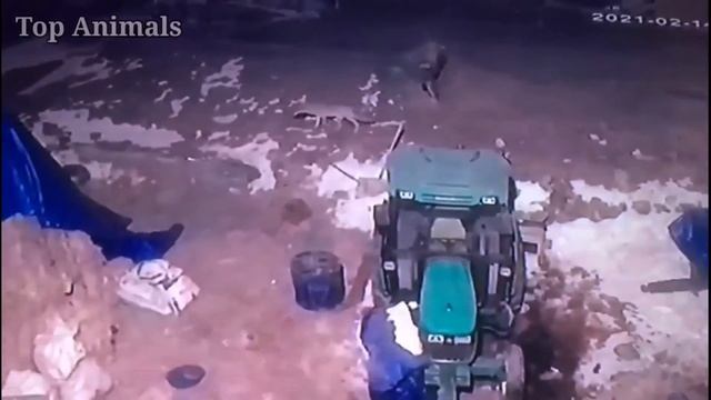 Бесстрашная овчарка бросилась на волка, спасая ягнёнка... / Волк против Кавказской Овчарки смотреть онлайн