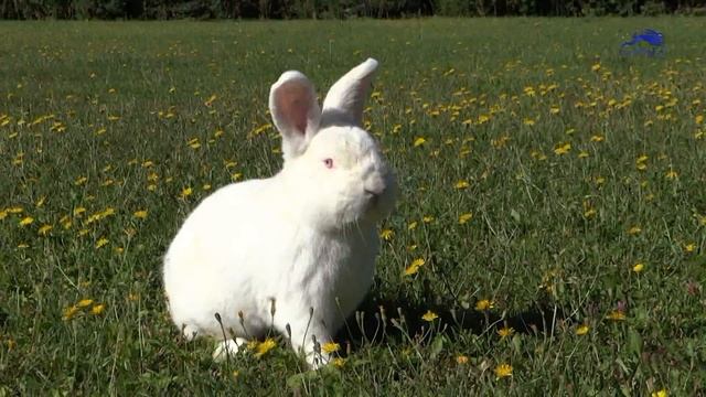 Кролик новозеландский белый Словакия смотреть онлайн