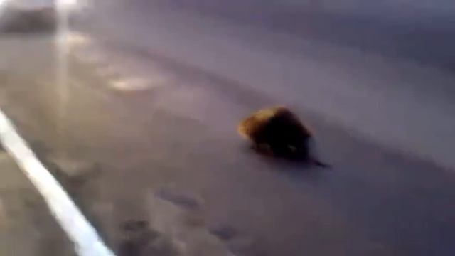 Здоровенный бобер смотреть онлайн