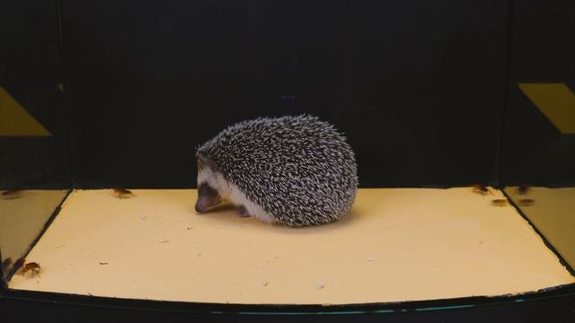 WHAT IF THE AFRICAN HEDGEHOG IS GIVEN A MOUSE AND COCKROACHES? HEDGEHOG VS COCKROACHES! смотреть онлайн