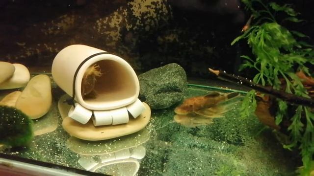 ЛЕОПАРДОВЫЙ АНЦИСТРУС и его потомство смотреть онлайн