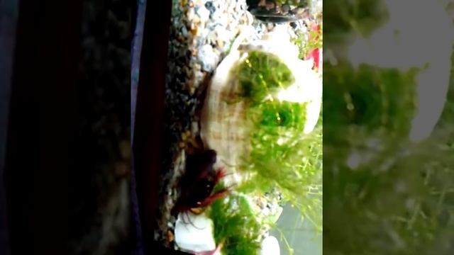 Любимая кроватка рыбки петушок( он там спит), и гуппи самочка в родильном отсаднике смотреть онлайн