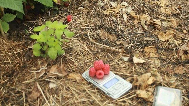 каскад делайт смотреть онлайн