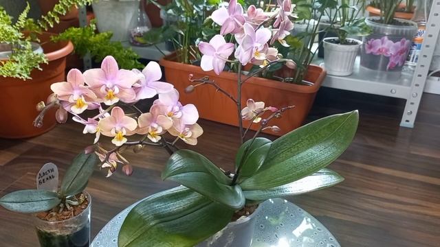 Сначала купила, потом почитала?♀️НОВИЧОК Орхидея с непростым характером?Уход?Проблемы?Болезни?Сорт смотреть онлайн