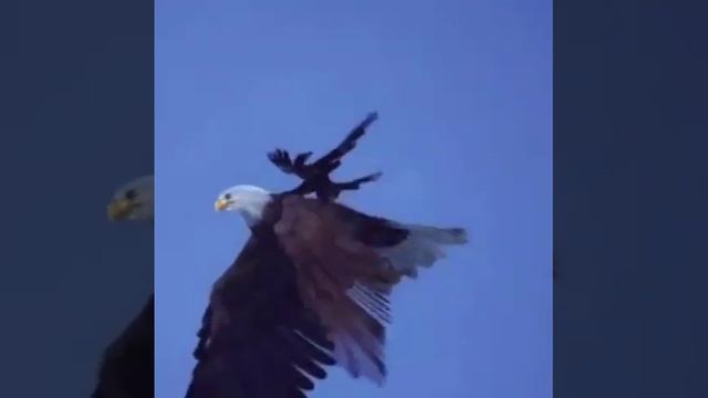 Притча про Орла и вороны смотреть онлайн