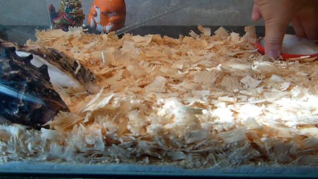 мадагаскарские тараканы/экзотика/новые питомцы гиганты смотреть онлайн