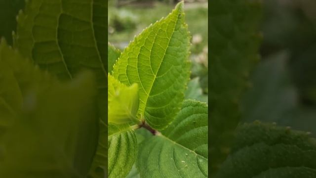 Гортензия. Рудбекия. Лиатрис. смотреть онлайн