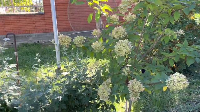 Распределение подарков… смотреть онлайн