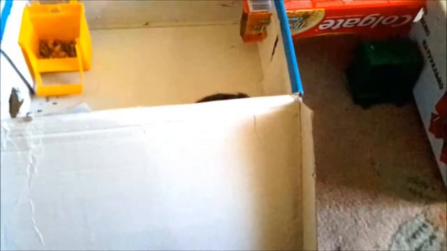 ЛАБИРИНТ ДЛЯ ХОМЯКА/РЕАКЦИЯ/РАЗБИРАЕМ/ХОМЯК ДОВОЛЕН/ смотреть онлайн