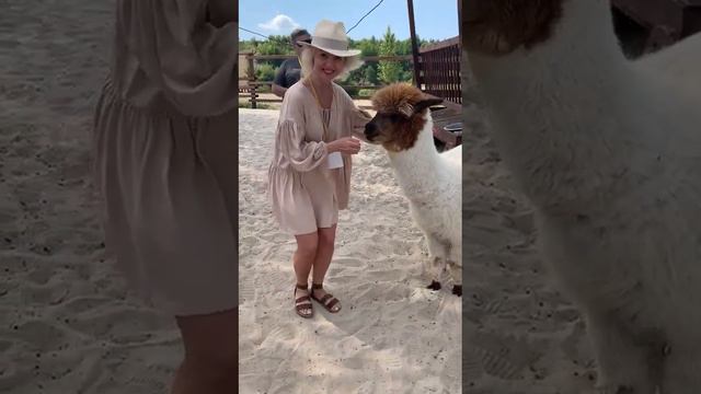 Поцелуй альпаки) Парк альпак. Белый Колодец. Воронеж. смотреть онлайн