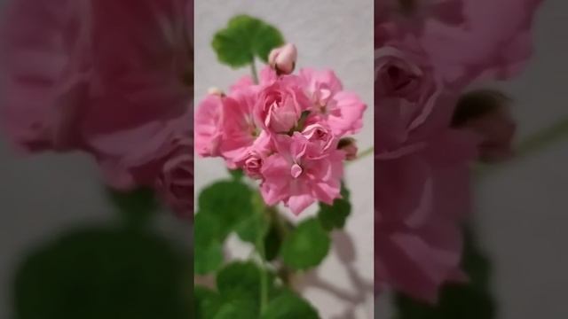 Роза? Пеларгония ?Лучшие сортовые пеларгонии. Особенная Saxdalens Selma. смотреть онлайн