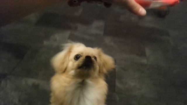 Кекс тестирует новую игрушку / Петух-пищалка :) (Пекинес / Pekinese) смотреть онлайн