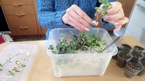 Результат зимнего черенкования бересклета???#бересклет#черенкование