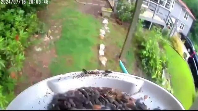 Птичка прилетела… смотреть онлайн