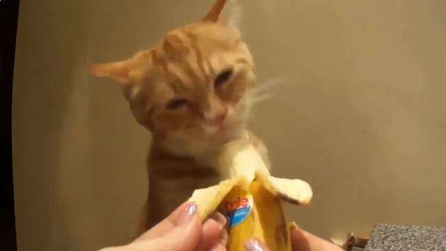 Видео кошки и котята - любитель бананов! смотреть онлайн