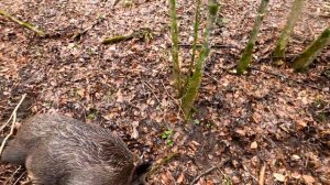 Загонная охота на кабана в горах Чеченской Республики