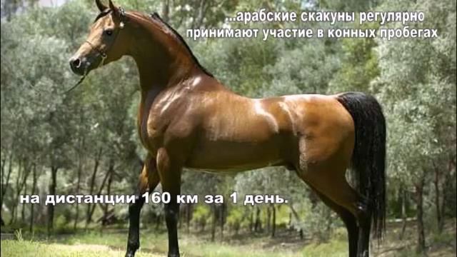 ТОП 5 Самых красивых лошадей! смотреть онлайн