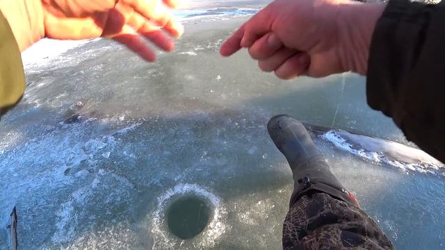 Под этой корягой живут горбачи! Первый лёд на Оби. смотреть онлайн