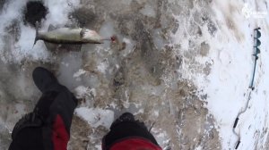 СУДАКИ МОНСТРЫ по последнему льду! РЫБАЛКА МЕЧТЫ на Волге