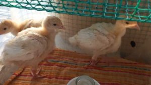 индюшатам 2 недели чем кормлю