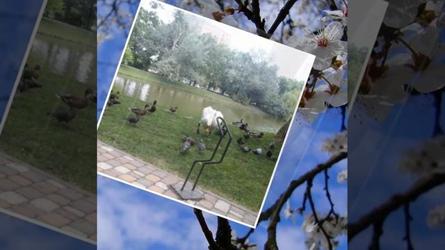 Фото видео коллаж смотреть онлайн