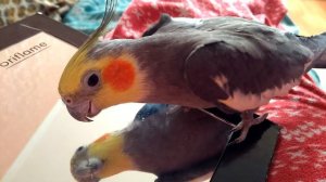 Песня Хит попугая кореллы. Как поет корелла. Песня кореллы перед зеркалом. Cockatiel song