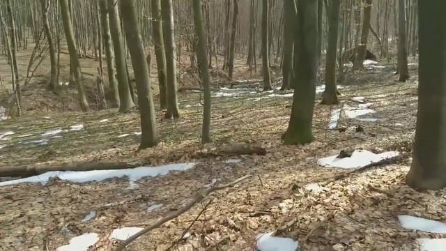 Пошли в лес копать по Первой Мировой. Искали средневековье. Лесной коп. Nokta Makro Simplex. Коп. смотреть онлайн