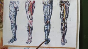 ПОВЕРХНОСТНЫЕ ВЕНЫ НИЖНЕЙ КОНЕЧНОСТИ