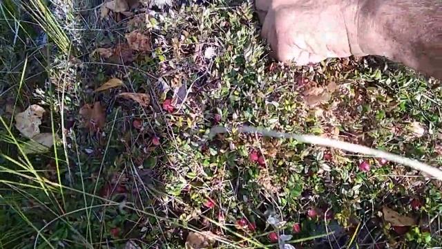 Сбор клюквы на Марийский болотах смотреть онлайн