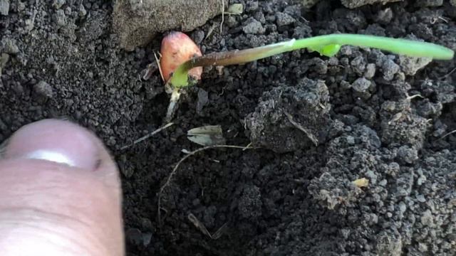 ПЕРВЫЕ ВСХОДЫ ОЗИМОЙ ПШЕНИЦЫ | 2019 ГОД смотреть онлайн