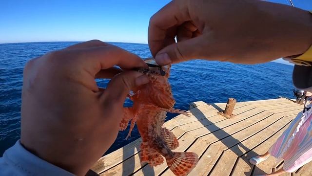 Рифовый МОНСТР наконец Клюнул!!! Рыбалка на Красном море, Египет, Хургада. Red Sea Fishing смотреть онлайн