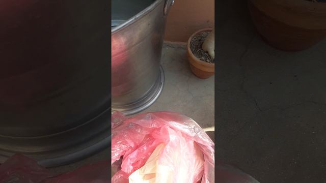 Adenium winter care#adenium смотреть онлайн