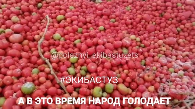 ГРЭС-1, г.ЭКИБАСТУЗ. Свалка помидоров. смотреть онлайн