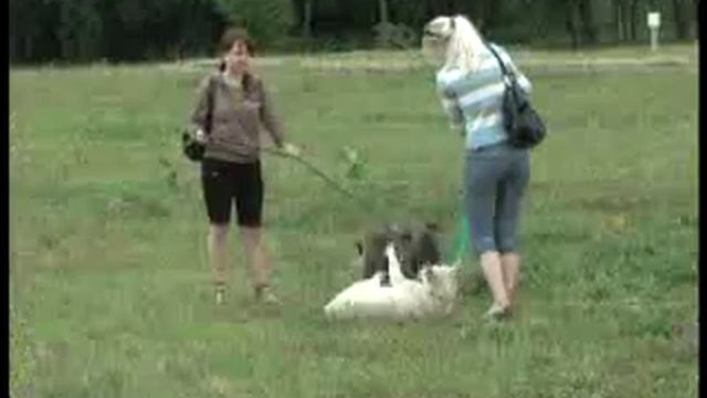 Минчане спасли от эвтаназии 60 собак