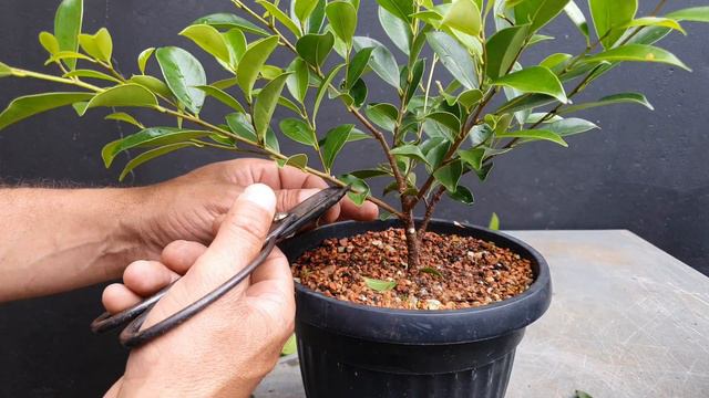 Bonsai apartir de estaca - Ficus Retusa смотреть онлайн