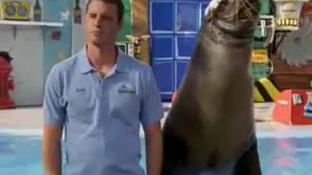 #Прикольные животные! Морской лев! смотреть онлайн