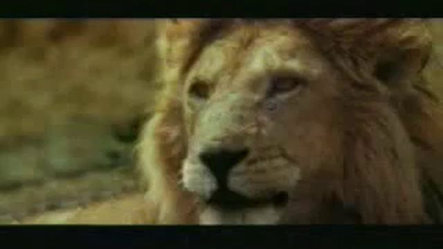 Blond animals смотреть онлайн
